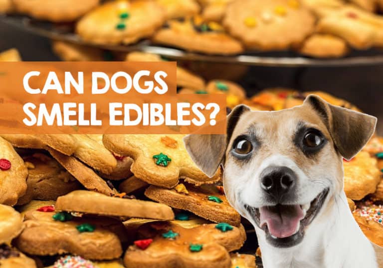 Can Dogs Smell Edibles & Pot Cookies? (We Discovered)