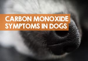 Signs of Carbon Monoxide Poisoning in Dogs: 8 Symptoms