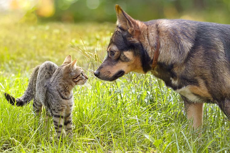 Can Cats Get Parvo From Dogs Contagious Research Results