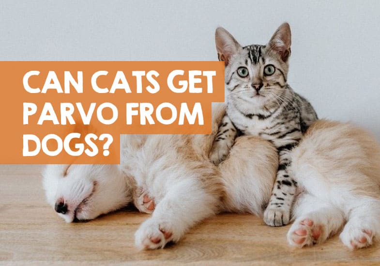 are worms in dogs contagious to cats