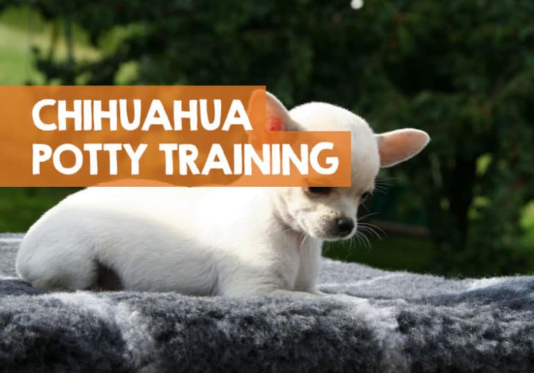 How to Potty Train a Chihuahua Puppy in 9 Easy Steps