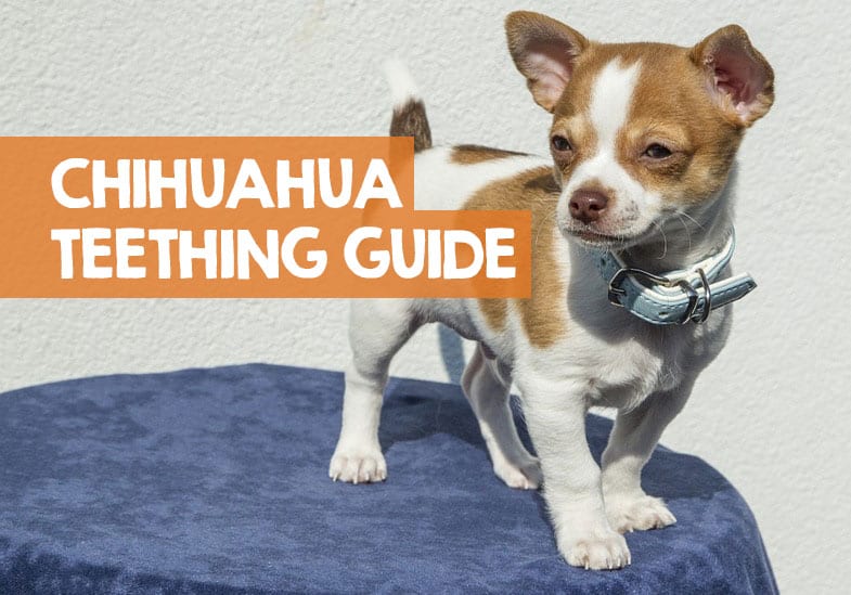 How to care for a one month old chihuahua