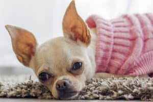 Why Does My Chihuahua Throw Up? 8 Reasons + White Foam Vomiting