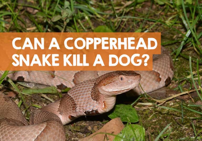Can a Copperhead Kill A Dog? (Survival Rate Statistics)