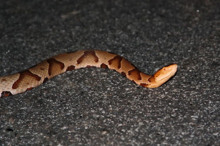 Can A Copperhead Kill A Dog Survival Rate Statistics