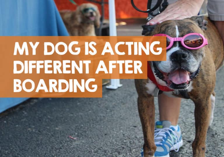 Dog Behavior After Kennel Dog Behaving Differently After Boarding