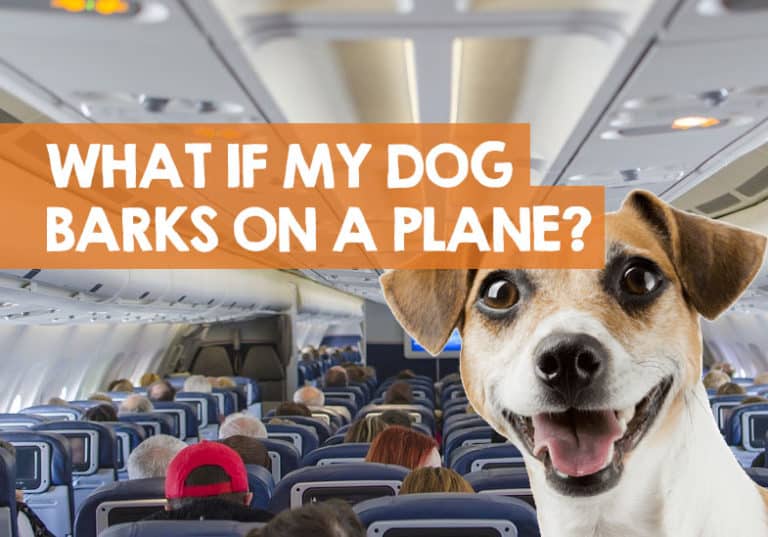 What If My Dog Barks on a Plane? + How to Stop Barking