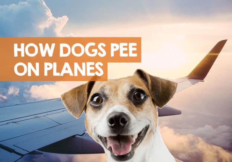 Where Do Dogs Pee on Planes? (How Dogs Go Bathroom in Flight)