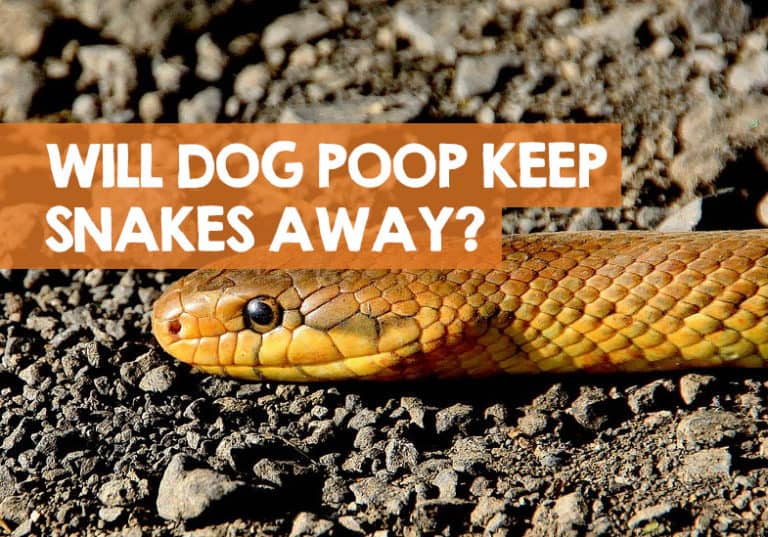 Will Dog Poop Keep Snakes Away? (The Truth Revealed)