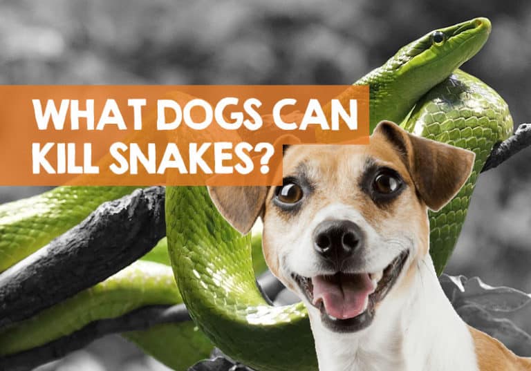 What Dogs Kill Snakes? (Types of Breed That Kill Snakes)