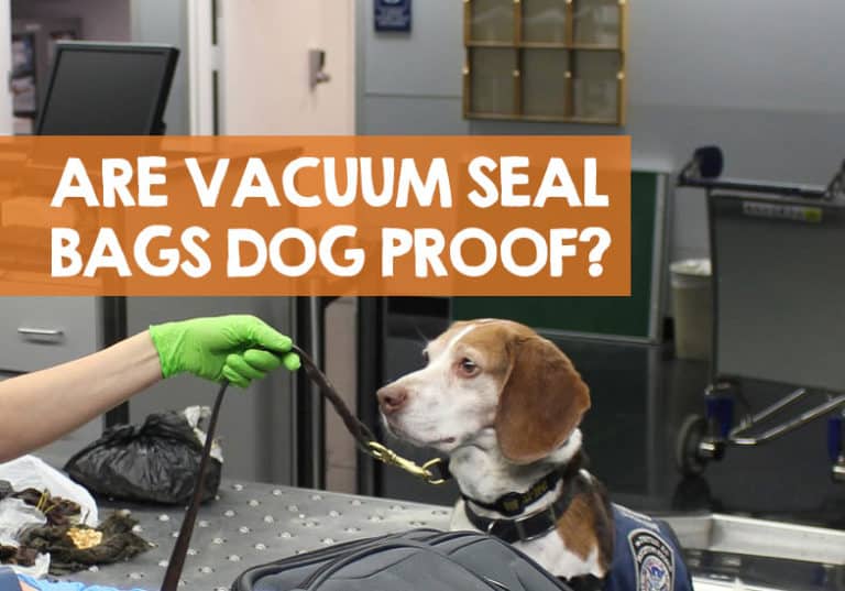 Can Drug Dogs Smell Through Vacuum Seal Bags? (Answer)