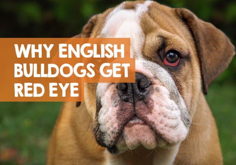 Why Does My English Bulldog Have Red Eyes? (Or Bloodshot)