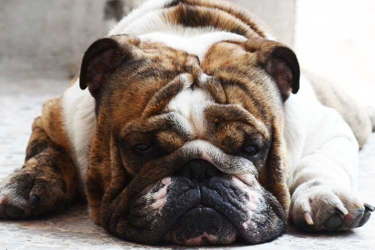 how long is a british bulldog pregnant for