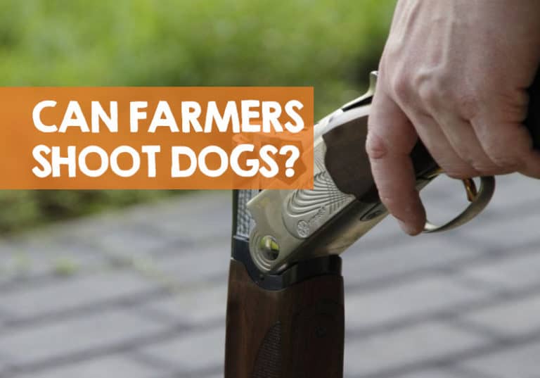 Can a Farmer Shoot a Dog on His Land in the UK?