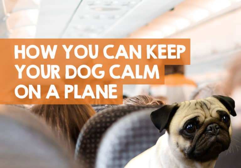 How to Keep a Dog Calm on a Plane 11 Simple Steps & Tips