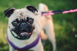 How to Stop a Pug Biting: 12 Methods to Stop Puppy Bites