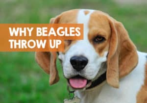 Why Does My Beagle Throw Up? 8 Reasons + White Foam Vomiting