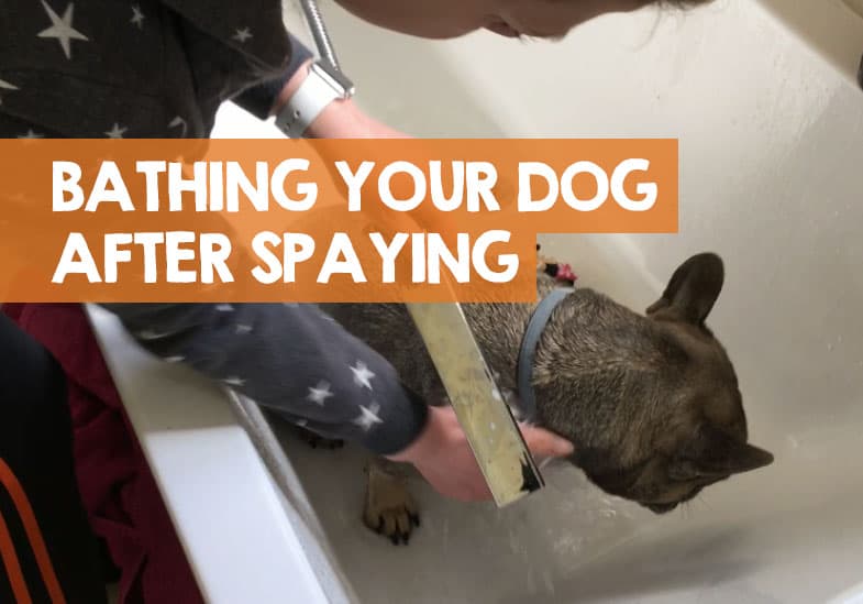 How Long After Spaying Can I Bathe My Dog Be Careful