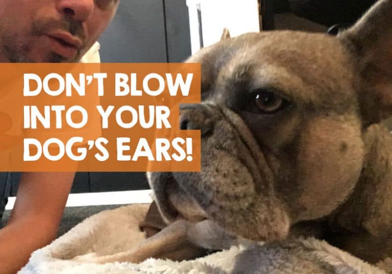 Why Dogs Hate Being Blown in the Ear (+ What it Does)?