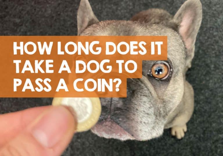 How Long Does It Take for a Dog to Pass a Coin? [ Warning! ]