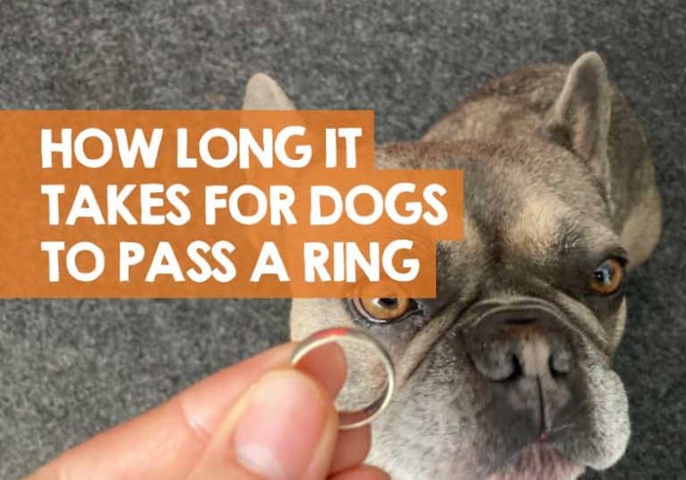 How Long Does It Take for a Dog to Pass a Ring? [ Swallowed! ]