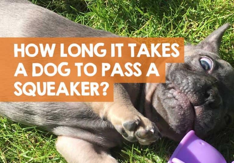 How Long Does It Take for a Dog to Pass a Squeaker?