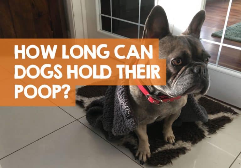 how-long-can-a-dog-hold-its-poop-the-truth-revealed