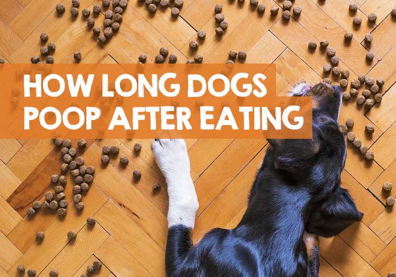 How Long After Eating Does A Dog Poop Digest Poop Out 