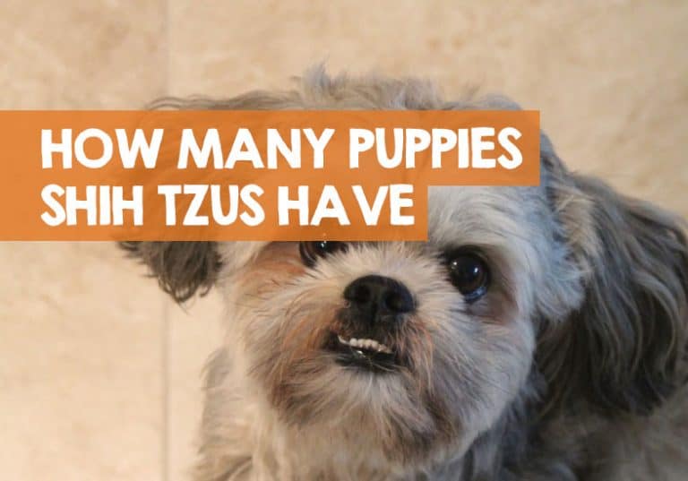 How Many Puppies Do Shih Tzus Have in a Litter Usually?