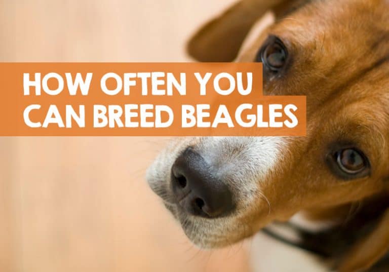 How Many Times Can You Breed a Beagle? (Breeding Cycle)