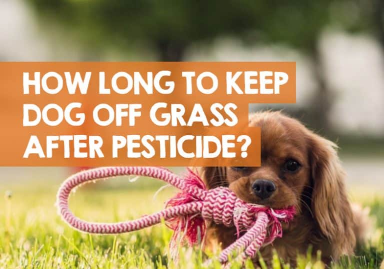 How Long to Keep Dog Off Grass After Pesticide?