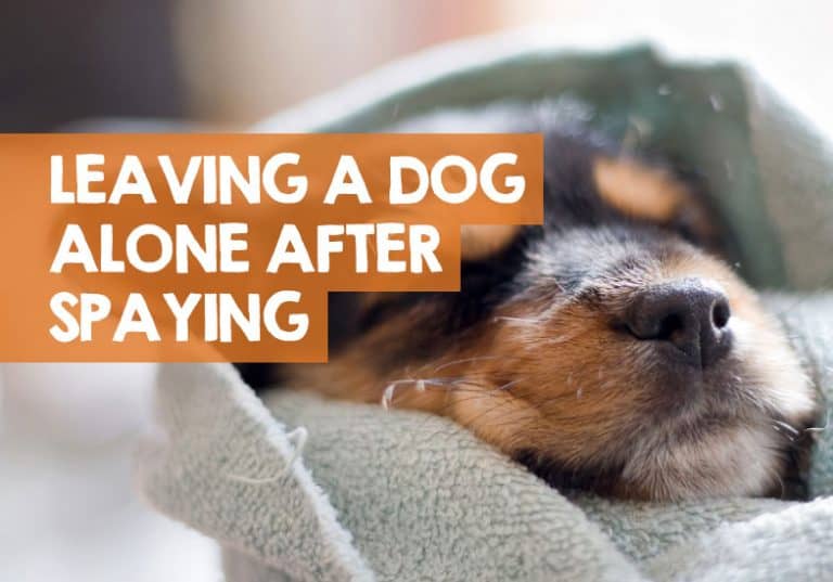 Can I Leave My Dog Alone After Being Spayed (+ How Long)?