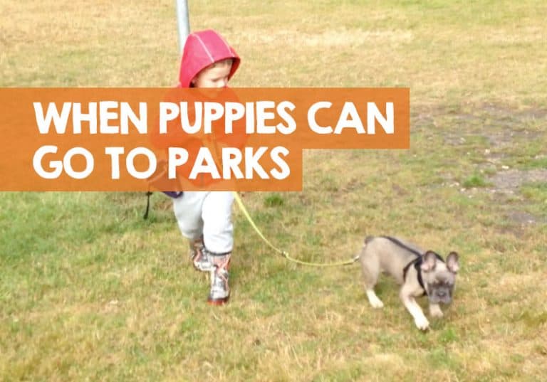 When Can I Take My Puppy to the Dog Park? (+ Safety Tips)