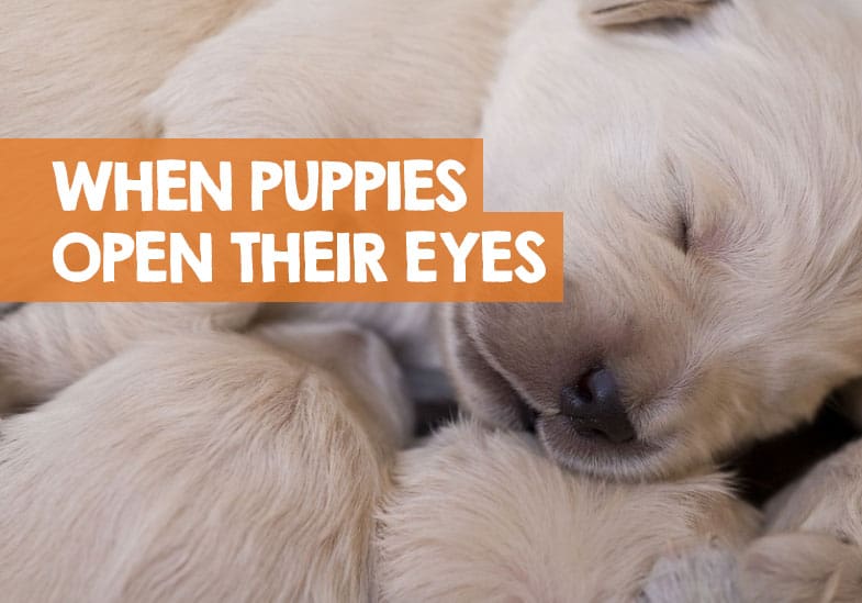 are puppies eyes cloudy when they first open