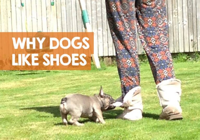 Why Do Dogs Like Shoes So Much (+ Your Socks)?