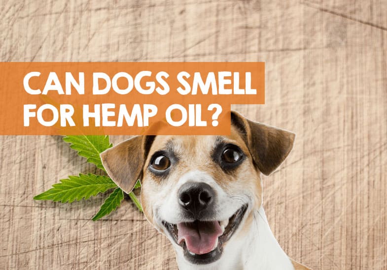 Can Drug Dogs Smell Hemp Oil, Lotion, or Flower? (Answer)