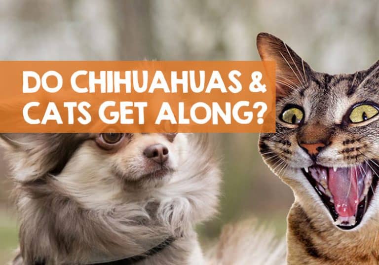 Are Chihuahuas Good With Cats? + 5 Step Intro Guide to Getting Along