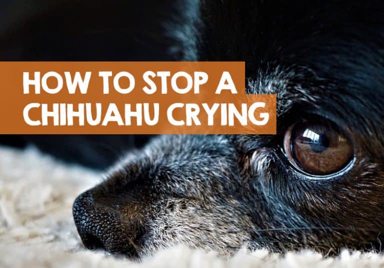 Chihuahua Crying Stop Chihuahua Puppy Crate & Night Tears