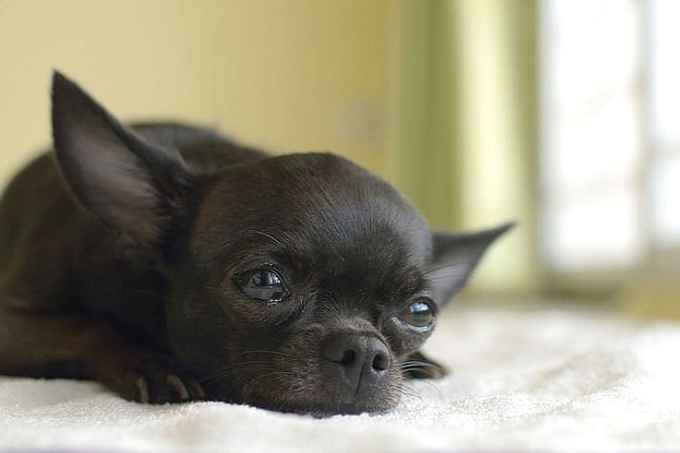 Chihuahua Crying Stop Chihuahua Puppy Crate Night Tears