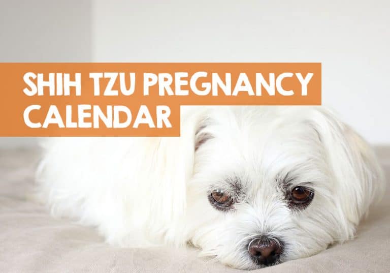 how-long-are-shih-tzus-pregnant-for-pregnancy-calendar-days