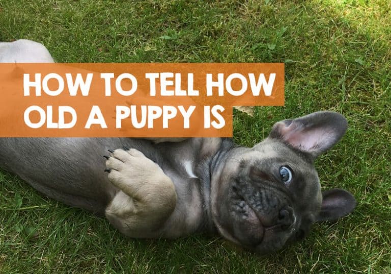 How to Tell How Old a Puppy Is? (Teeth Method Explained)