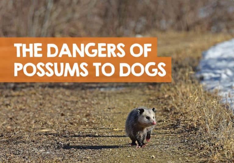 Are Possums Dangerous to Dogs? (Make Dog Sick, Or Attack?)