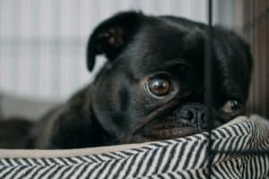 Pug Puppy Crying: How to Stop Crate & Night Tears