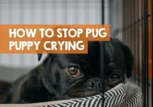 Pug Puppy Crying: How to Stop Crate & Night Tears