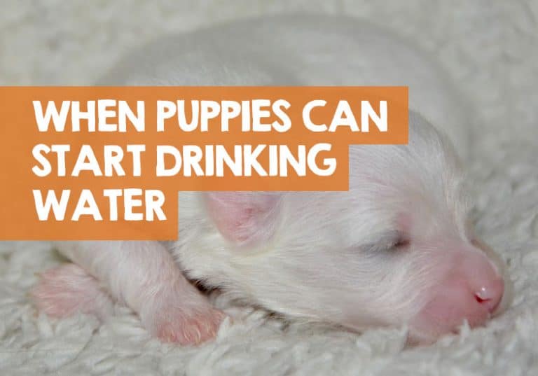 When Do Puppies Start Drinking Water (& Eating Food)?