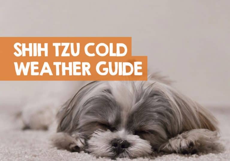 Shih Tzu Cold Weather How to Keep a Shih Tzu Warm in Winter