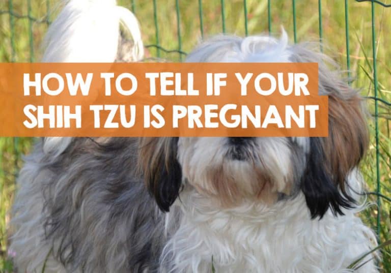 How Do I Know If My Shih Tzu is Pregnant? + Signs & Stages to Look For