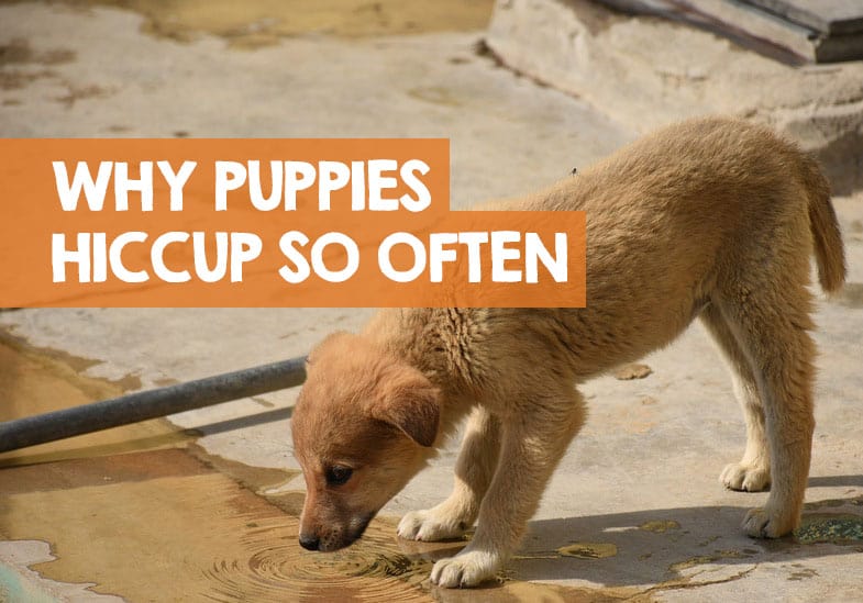 are hiccups a sign of worms in puppies