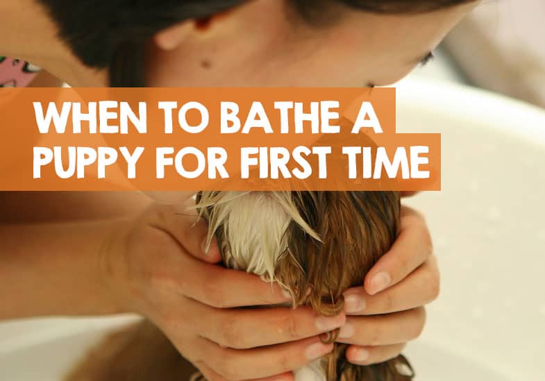 at what age can a puppy have its first bath