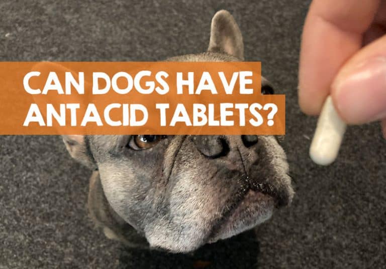 Can You Give a Dog an Antacid Tablet Safely & What Happens?